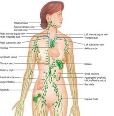 corpul subțire al lui herbal nu