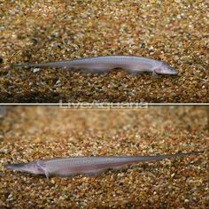 35 best knifefish images