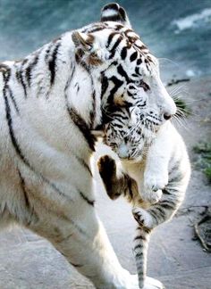 Cartes /à Jouer Tree Free Tigre Blanc