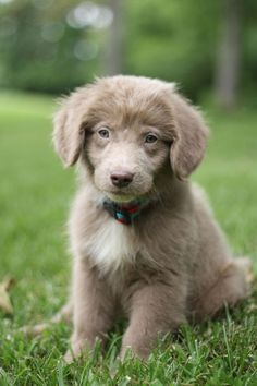 10 Best Ava Dog Our Rhodesian Ridgeback Weimaraner Mix Images Aussie Weimaraner Mix Puppy Primitive And Proper Elevated Dog Feeder Rescue Dogs