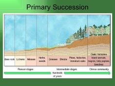primary and secondary succession