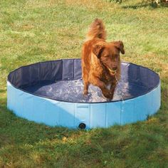 Petedge Petedgepetproducts Profile Pinterest
