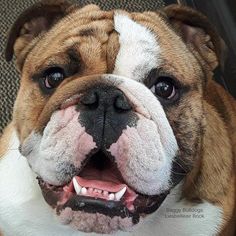 When Searching For English Bulldogs For Sale In Texas You Should