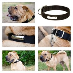 Fordogtrainers España Fordogtrainerse Perfil Pinterest