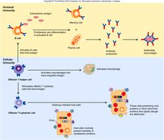 cell mediated response
