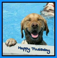 Happy Tuesday Lucky Puppy Funny Dogs Funny Memes Doggie Pool Puppy Pool Happy Tuesday Lucky Puppy Funny Dogs Funny Memes Doggie Pool Puppy Pool