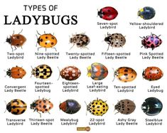 35 Lady Bug L Ve Ideas Ladybug Party Ladybug Birthday Party Ladybug Birthday