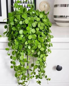 Hanging plants, creative ideas for hanging plants indoors and outdoors - indoor outdoor hanging planter ideas #plants #gardens Planting Flowers, Hanging Plants Indoor, Hanging Planters, Growing Indoors, Plant Decor