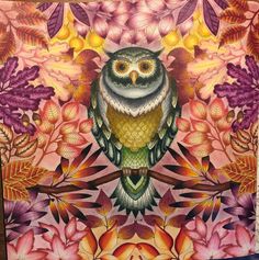 Owl Secret Garden Coruja Jardim Secreto Johanna Basford
