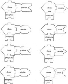 Dna structure and replication essay