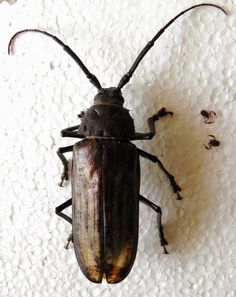 7 Best Lucanidae Images Beetle Beetles Arizona Arizona Beetles Bugs Birdore Moth