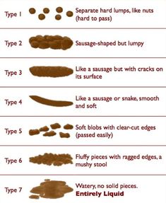 How To Make A Dog Poop When Constipated How To Make A Dog Poop When Constipated