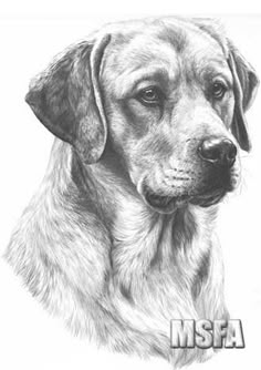 golden labrador print by mike sibley