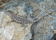 lizards lesser earless lizard ( Hoolbrokia maculata