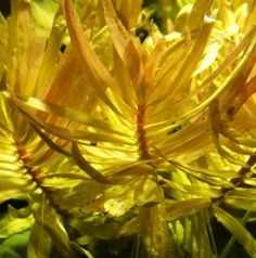 62 best aquatic garden