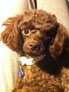 Best Dog Food For Year Old Poodles Best Dog Food For Year Old Poodles