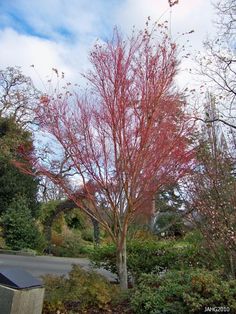 305 Best Trees From The Barn Nursery Chattanooga Images On This Acer Palmatum Sango Kaku Also Known As The C Bark Maple Is At