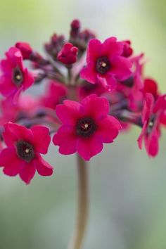 Primula Japonica Miller/'s Crimson Primevère Candélabre 500 Seeds 500 Graines
