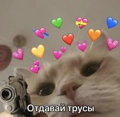 Смешные Кошки, Смешные Животные, Смешные Мемы, Реакция Картинки, Влюбленные, Cute Kittens, Шутки