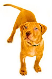 Baby Courtesy Posting Is An Adoptable Pit Bull Terrier Dog In