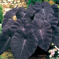 Colocasia Plant Jacks Giant Elephant Ear Seeds Purple Color 50 Seeds