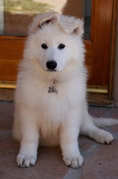 42 Meilleures Idees Sur Berger Allemand Blanc En 21 Berger Allemand Blanc Berger Allemand Bergere 42 Meilleures Idees Sur Berger Allemand Blanc En 21 Berger Allemand Blanc Berger Allemand Bergere
