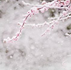 sakura snow