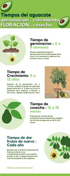 100 Ideas De Plantas Y Frutos En 2021 Plantas Cultivo De Plantas árbol De Aguacate