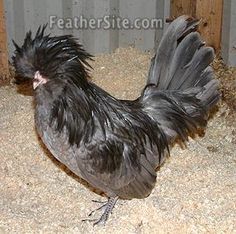 85+ Gambar Ayam Hias Poland 85+ Gambar Ayam Hias Poland