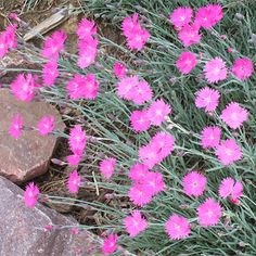 22 Best Dianthus Perennial Pinks Images Best Plants For Trough Gardens