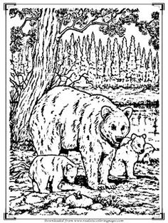 Wild Bear Adult Coloring Pages Realistic