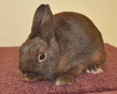 Joyous rabbit