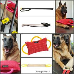 dressage chien 38