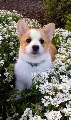 This Welsh Corgi Puppy Is Ready For Spring So Cute And Loves