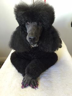 Final, sorry, shaved pussy poodle excellent, support Shaved pussy poodle for