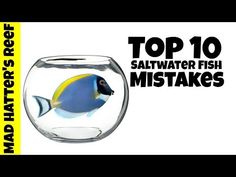 115 best saltwater fish