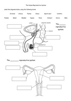 aparato reproductor masculino y femenino para niños para colorear