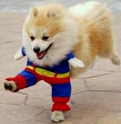 funny and cool halloween costumes 2013 funny halloween costume ideas for dogs