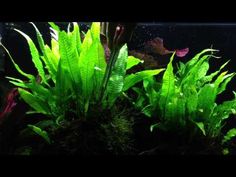 235 best aquascaping ponds