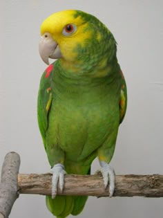 52 best birds central south american parrots images on pinterest