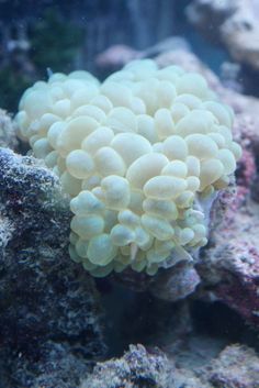 7 best long tentacle