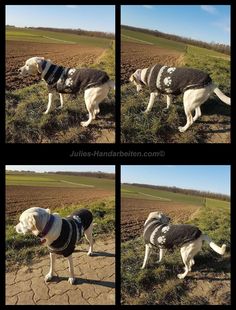 Von 16 Besten Hundepullover Bilder Die PnwX8k0O