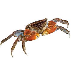 7 best classroom pets