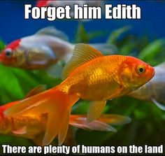 66 best fish are