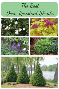 26 Best Deer Resistant Shrubs Images In 2019 Flowering Bushes If Deer Eating All Your Plants Is A Problem In Garden Replace Them With These Resistant Shrubs