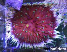 1439 best reef aquarium