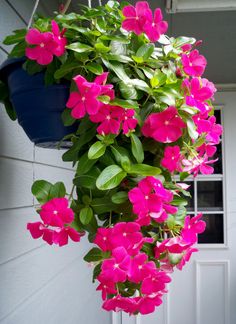63 best vinca flowers images flower beds outdoor plants flowers