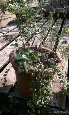 California Native Plant Container From Tree Of Life Nursery San California Native Plant Container From Tree Of Life Nursery San Juan Capistrano
