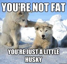 141 best animal puns images in 2018 jokes hilarious funny animals