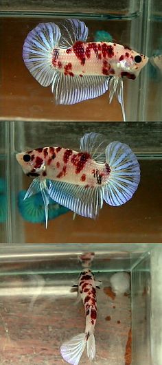 21 best koi and